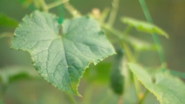 büyüyen salatalık ile çalı