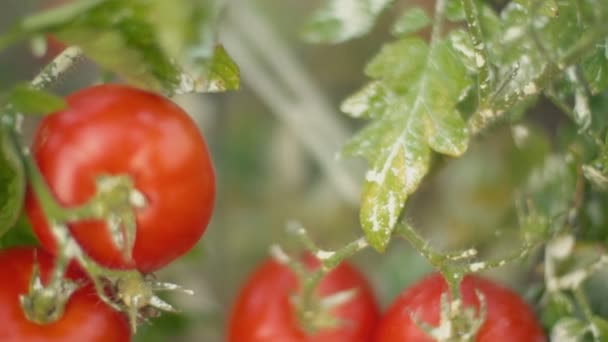 Bush with ripe tomatoes — Stock Video