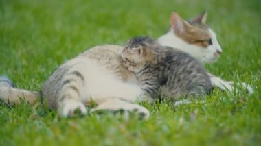 kedi yavrusu anneler süt berbat