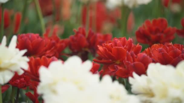 Rode tulpen close-up — Stockvideo