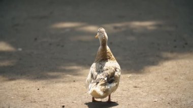iki ördek yerde yürümek