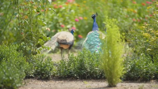 Tavus kuşu onun parkta bir yürüyüş — Stok video