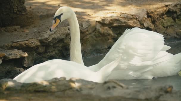 Cisnes nadan en la ranura — Vídeo de stock