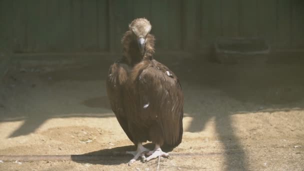 Avvoltoio sta a terra — Video Stock