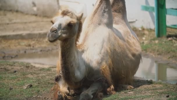 Twee kamelen liggen op het gazon — Stockvideo