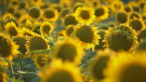 Sonnenblumenblüten aus nächster Nähe — Stockvideo