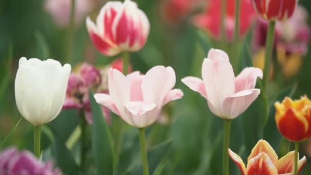 Kleurrijke tulpen van dichtbij — Stockvideo