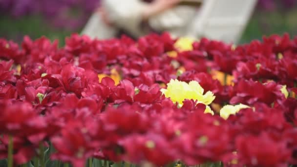 Tulipes rouges gros plan 