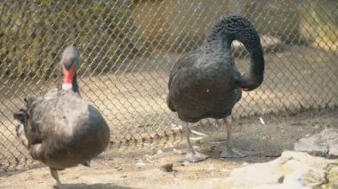 iki siyah kuğu güneşin tadını çıkarır