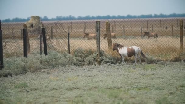 Poney race cheval dans le pâturage — Video