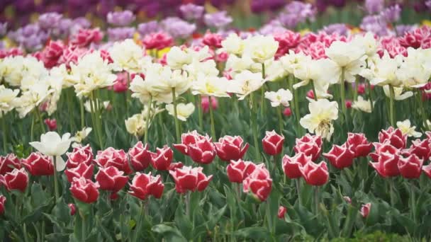 Tulipanes coloridos a corta distancia — Vídeo de stock