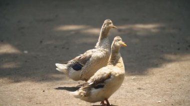 iki ördek yerde yürümek