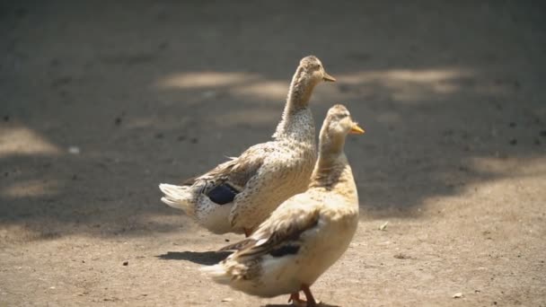 Zwei Enten laufen auf dem Boden — Stockvideo