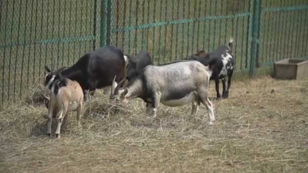 Ziegenfamilie isst Heu — Stockvideo