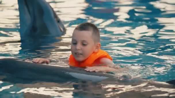 Niño nadando con delfines en la piscina — Vídeos de Stock