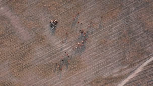 Les vaches paissent dans le pâturage — Video