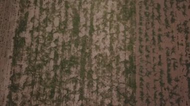 yükseklikten karpuz ile alan