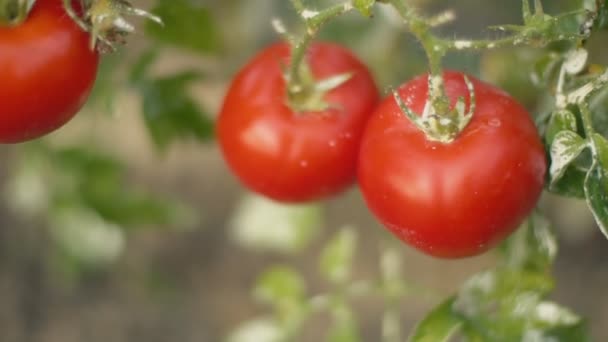 Кущ зі стиглими помідорами — стокове відео