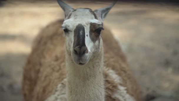 Porträt eines Lamas, das in die Kamera blickt — Stockvideo