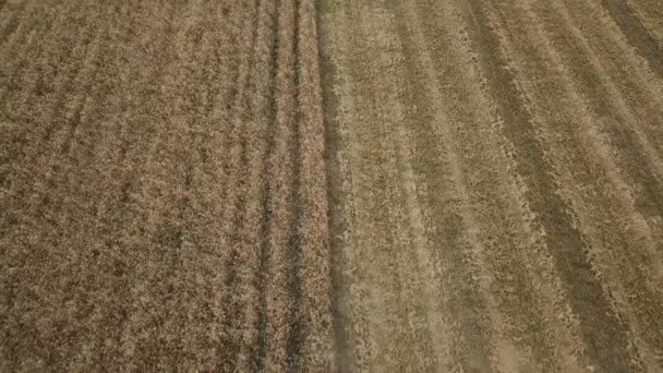 Grano combinar limpieza — Vídeo de stock