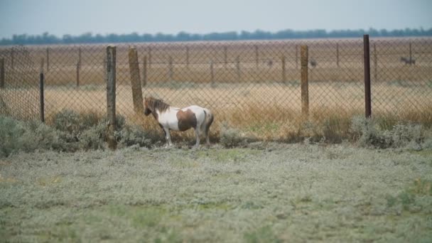 Pony crianza caballo en el pasto — Vídeo de stock