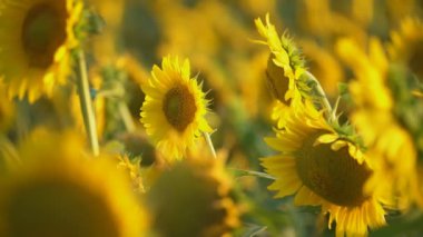 ayçiçeği çiçekleri yakın çekim