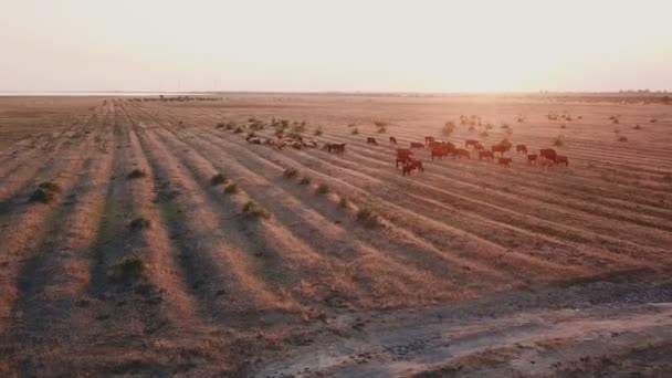 Les vaches paissent dans le pâturage — Video