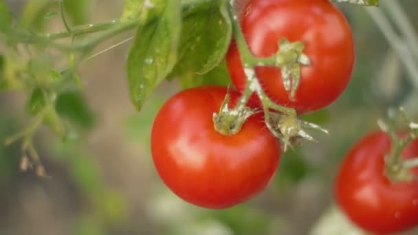 Cespuglio con pomodori maturi — Video Stock