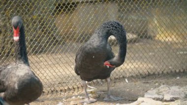 iki siyah kuğu güneşin tadını çıkarır