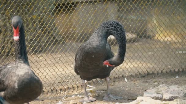 Two black swans bask in the sun — Stock Video