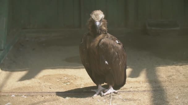 Vulture staat op de grond — Stockvideo