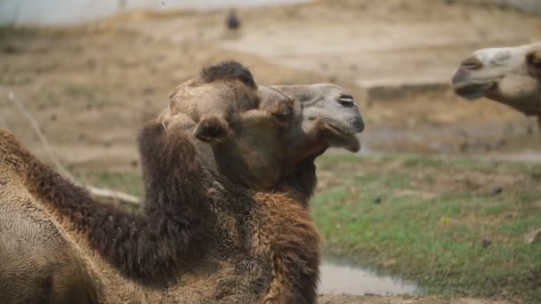 Twee kamelen liggen op het gazon — Stockvideo