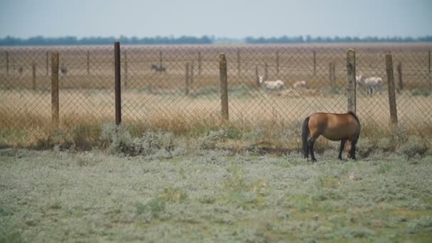 Cal de rasă ponei în pășune — Videoclip de stoc