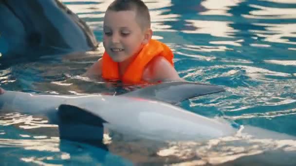 Pojke simma med delfiner i poolen — Stockvideo
