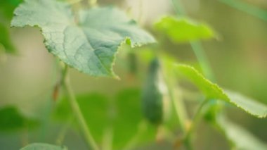 büyüyen salatalık ile çalı