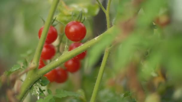 Куст с спелыми помидорами — стоковое видео
