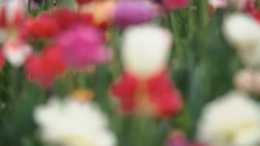 yakın mesafeden renkli lale