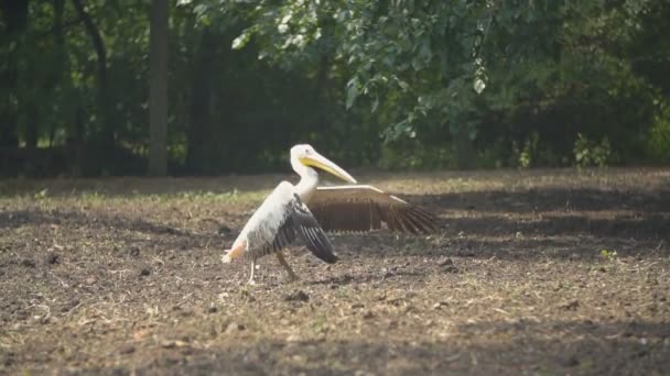 Pélican oiseau marche sur le sol — Video