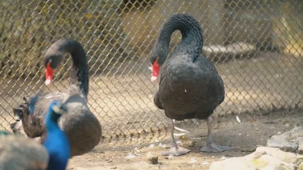 deux cygnes noirs se prélassent au soleil 