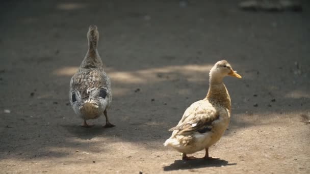 Twee eenden lopen op de grond — Stockvideo