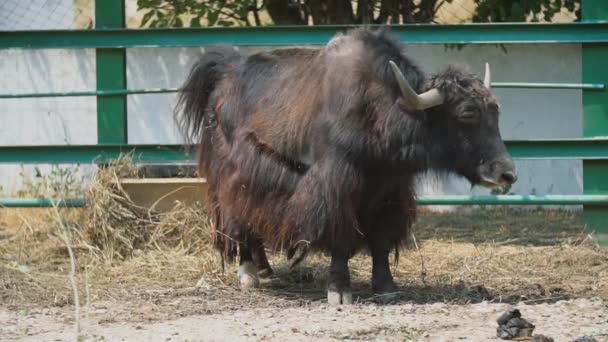 Raza bovina Yak — Vídeo de stock