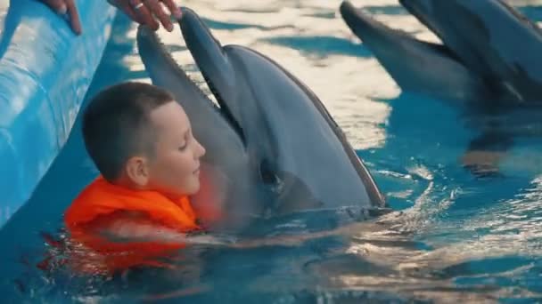 Niño nadando con delfines en la piscina — Vídeo de stock