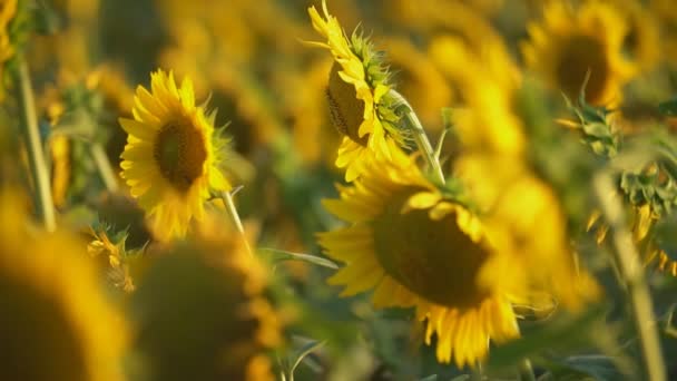 Flores de girasol primer plano — Vídeo de stock