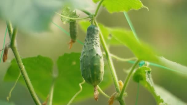 Struik met groeiende komkommer — Stockvideo