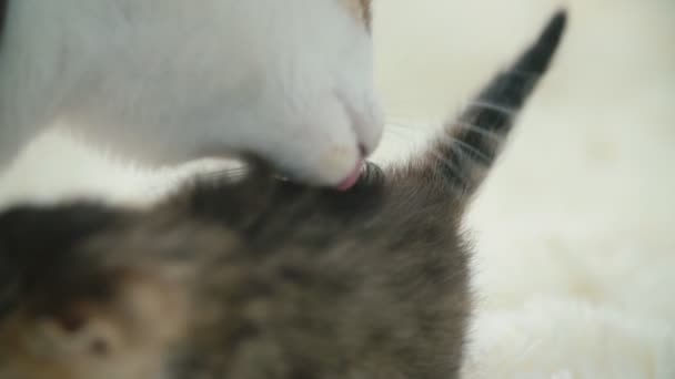 Liten Kitty på en filt — Stockvideo