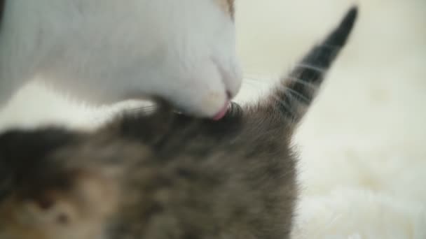 petit chaton sur une couverture 