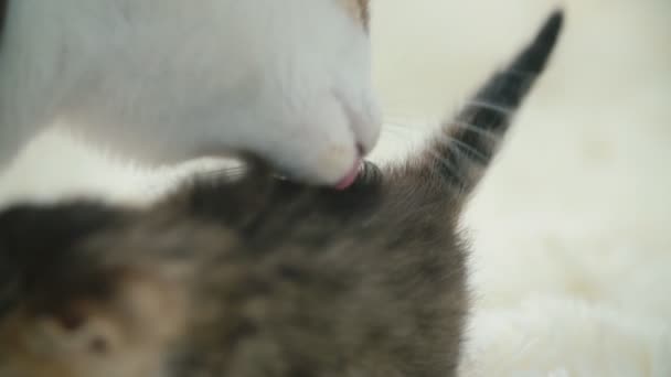 Kleine Kitty op een deken — Stockvideo