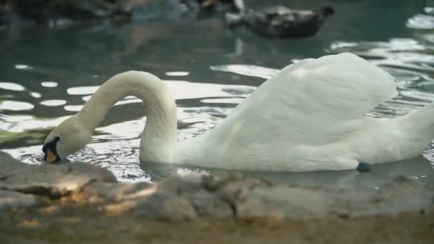 Zwanen zwemmen in de groef — Stockvideo