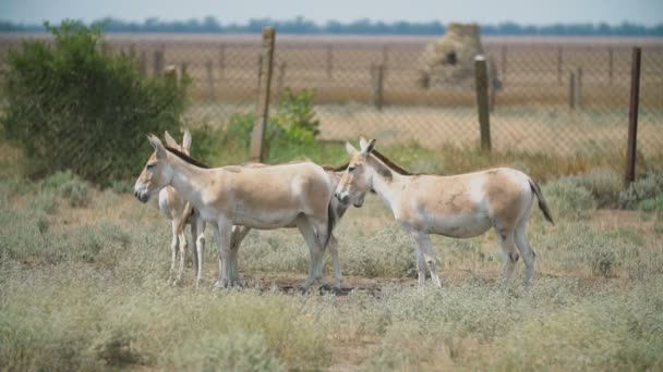 Donkeys in the reserve — Stock Video