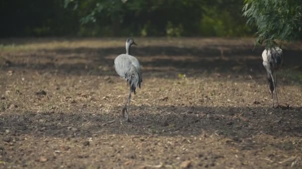 Grúa camina en el parque — Vídeos de Stock